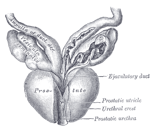 Early History of the Prostate